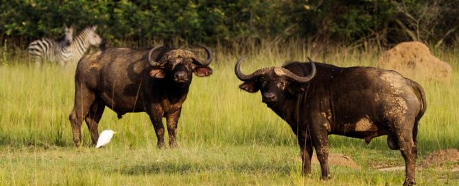 Tipiping in Tanzania Safari