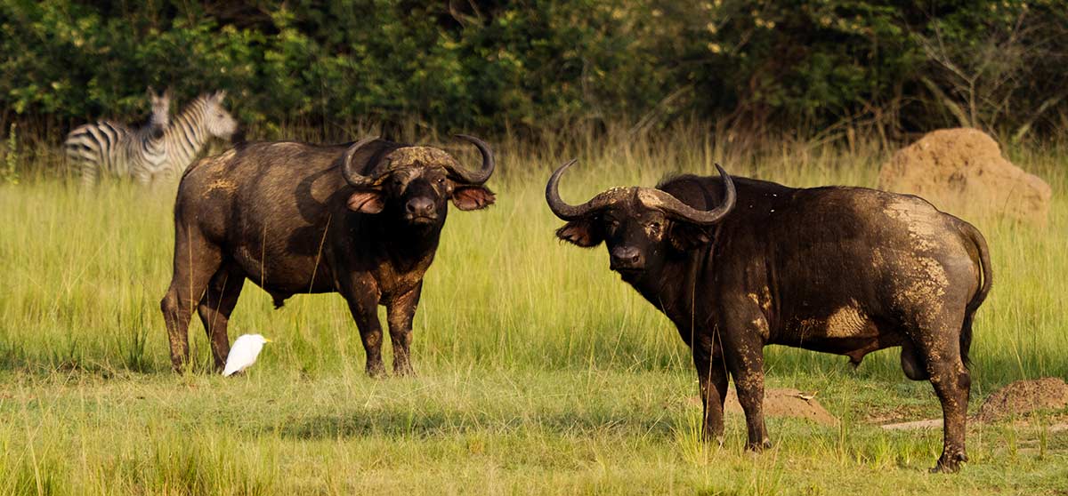 Tipiping in Tanzania Safari