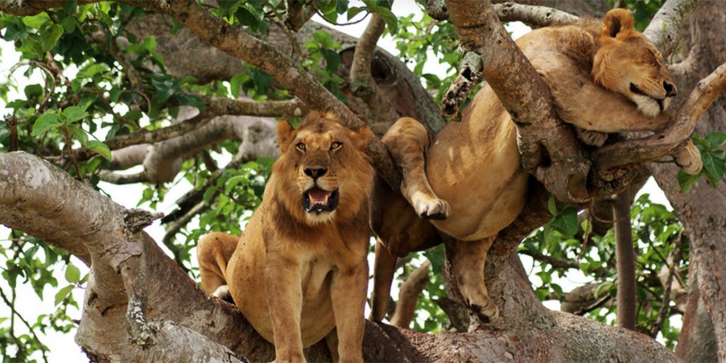 manyara lions