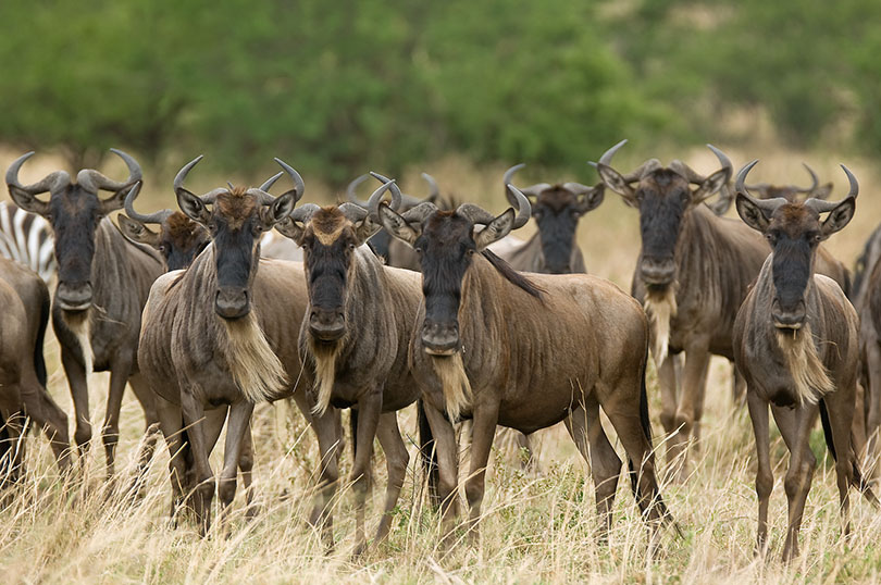 calving migration season in serengeti