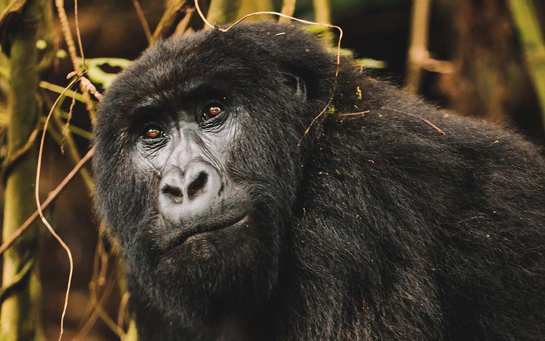 trekking alla scoperta dei gorilla