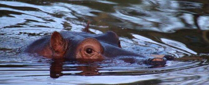Ippopotami contro elefanti