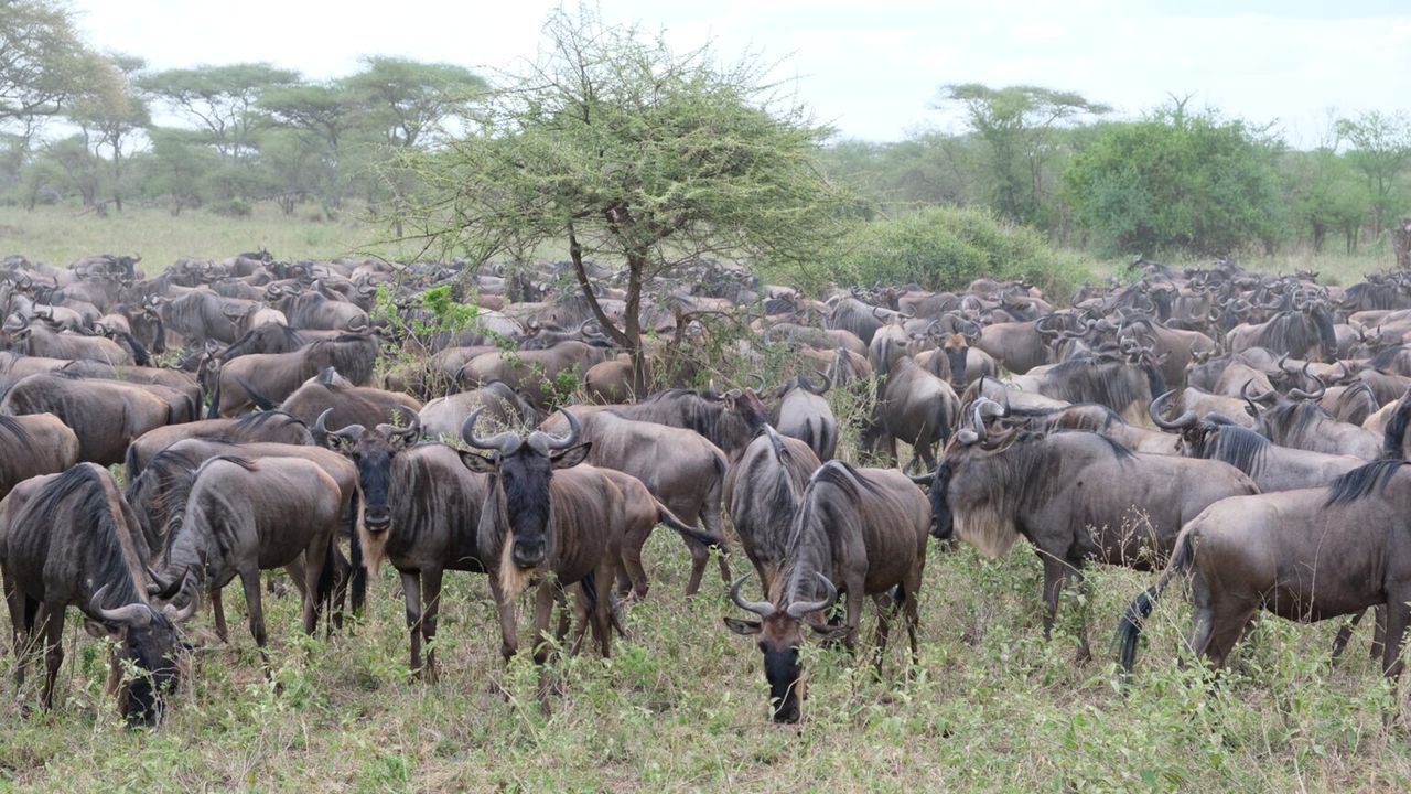 Migrazione degli gnu nel Serengeti