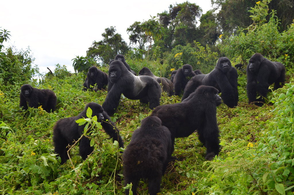 gorilla in Uganda e Ruanda