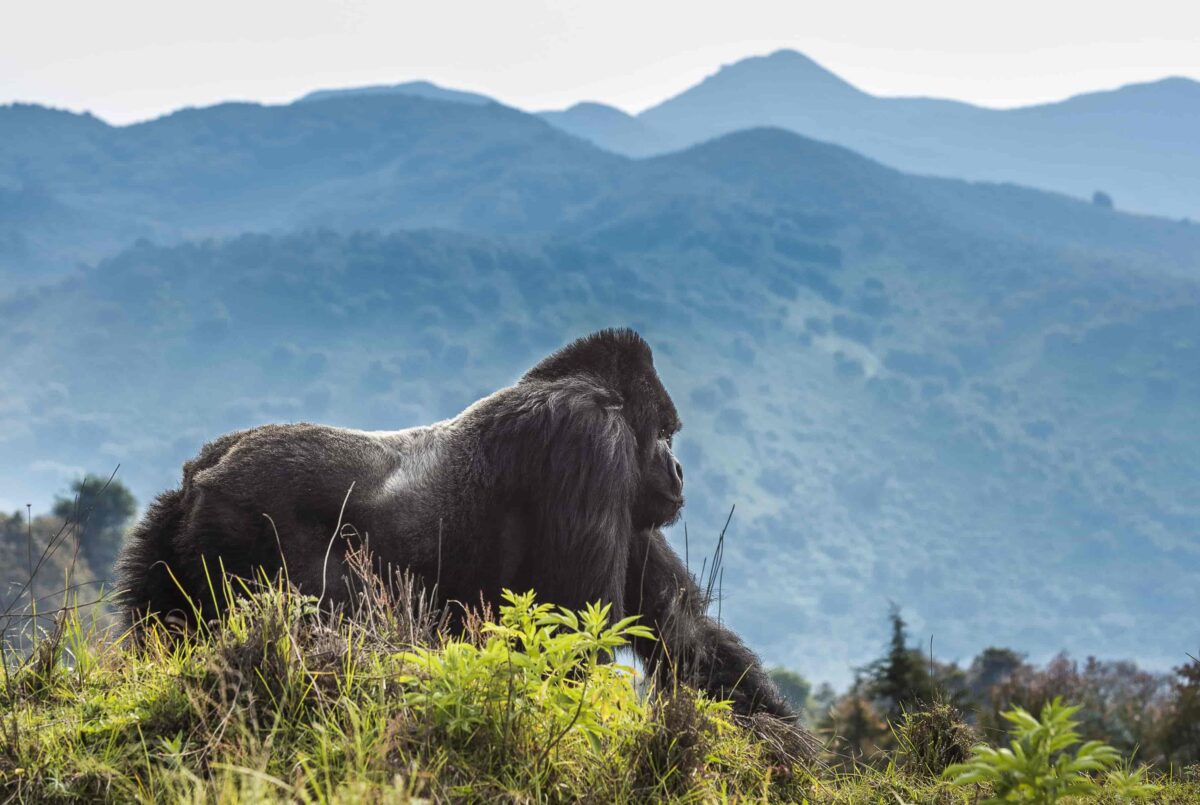gorilla nel parco dei vulcani in Ruanda