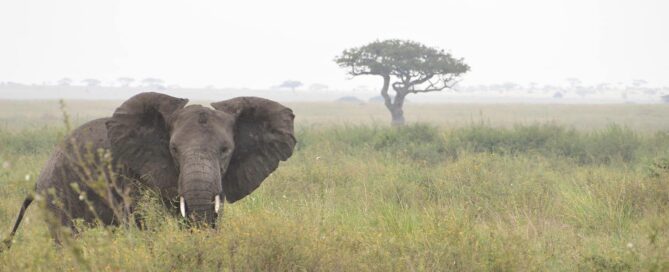 Costo del safari in Tanzania