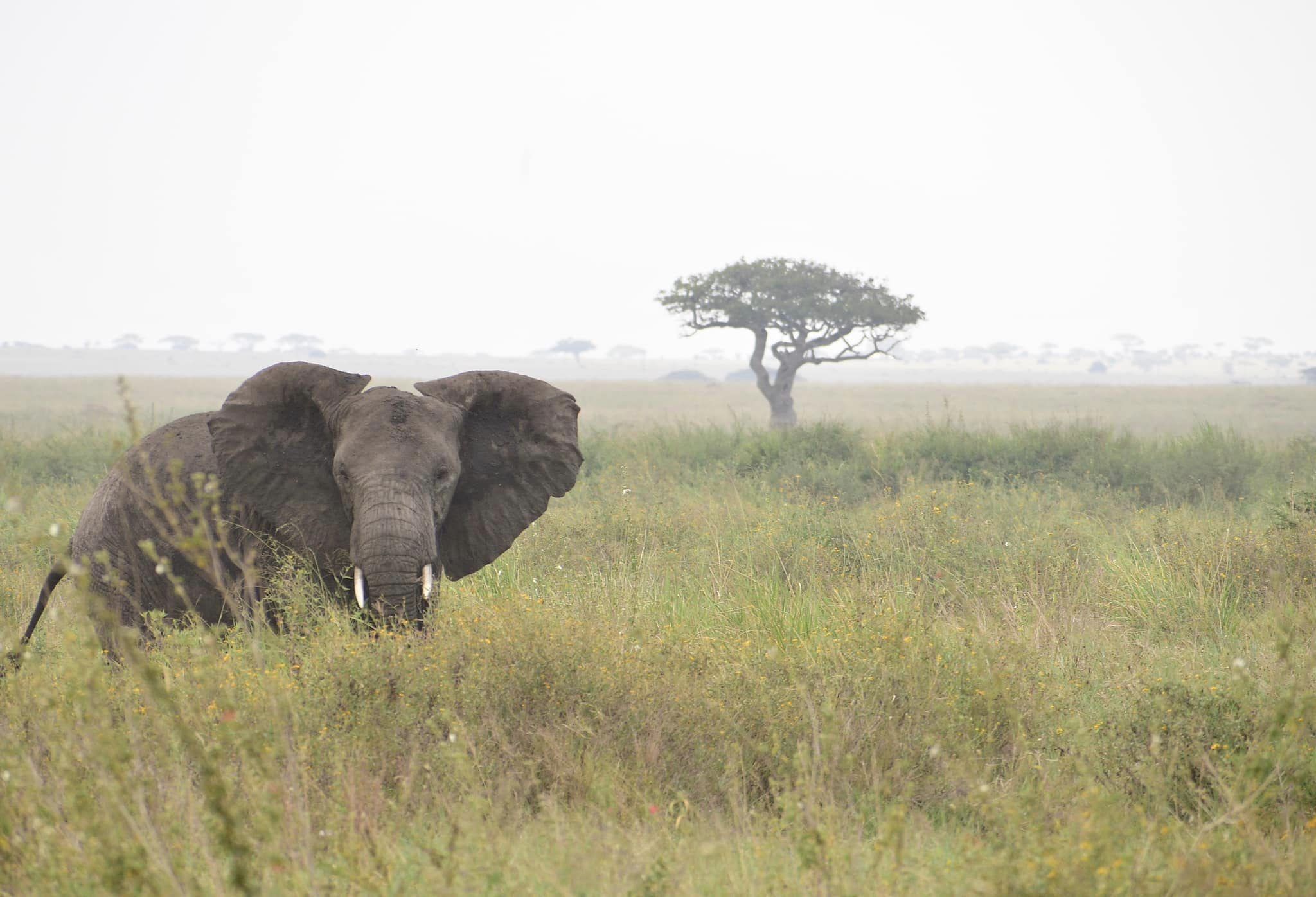 Costo del safari in Tanzania