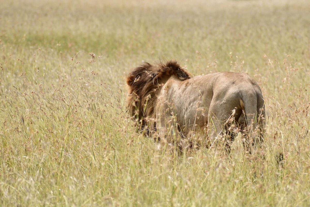 parco nazionale del serengeti