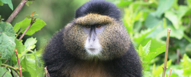 Tanzania vs Ruanda: quale offre il miglior safari?