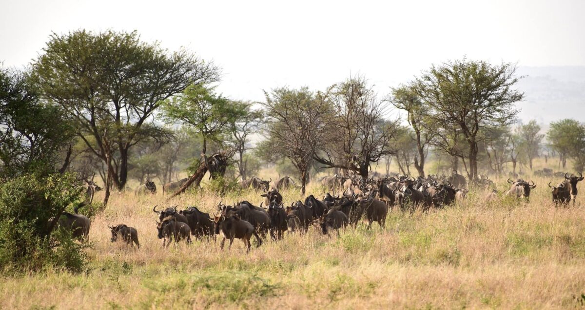 migrazione del Serengeti