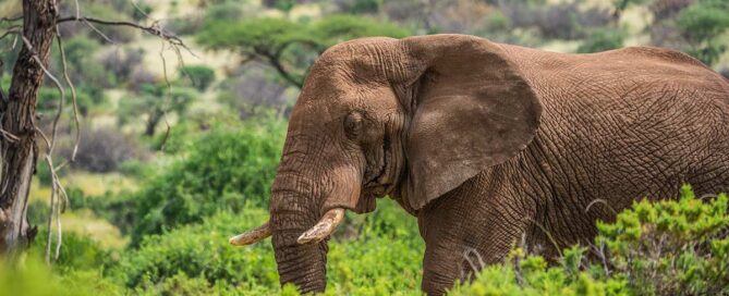 Tanzania e Kenya: dove fare il miglior safari