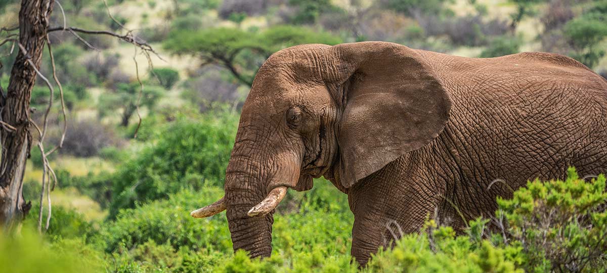 Tanzania e Kenya: dove fare il miglior safari