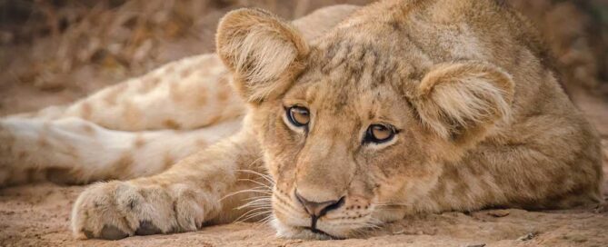 periodo migliore per visitare la Tanzania per un safari