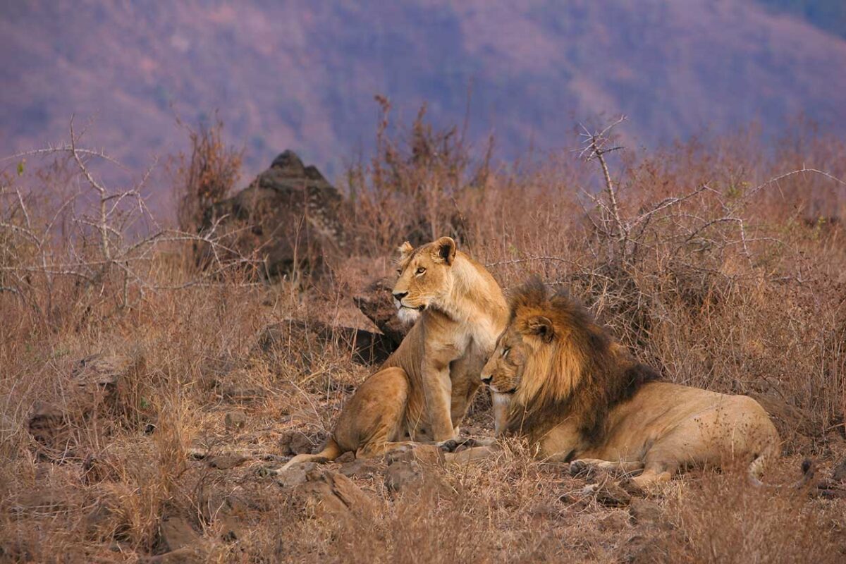 Leoni del cratere di Ngorongoro