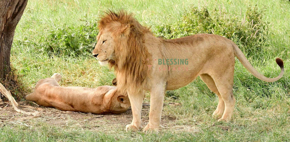 leoni nel Parco Nazionale del Serengeti