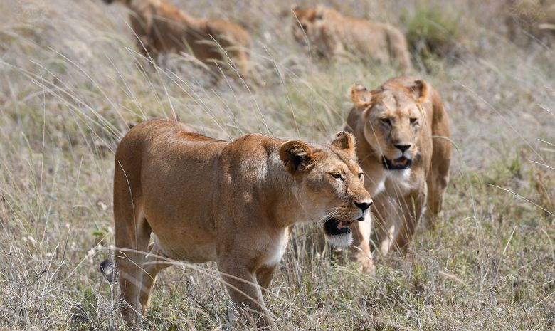 ngorongoro crater 