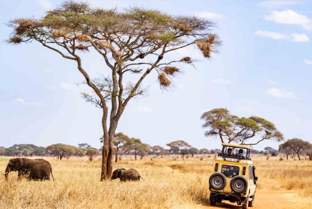 tarangire
