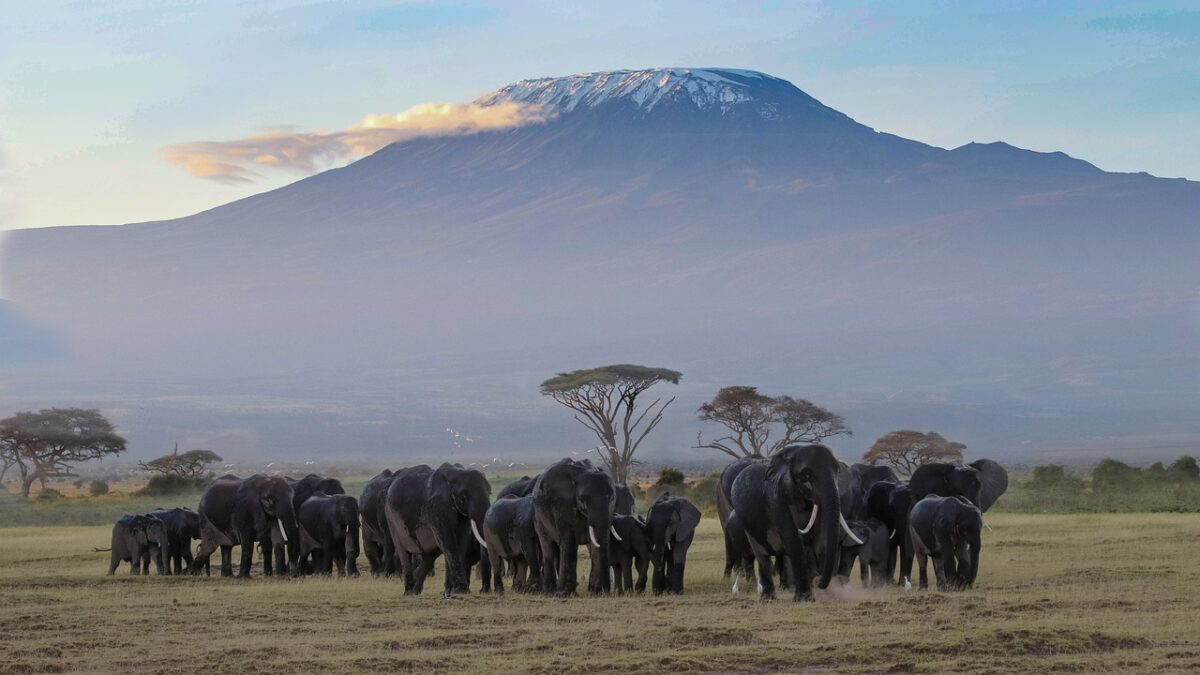 kenya and tanzania