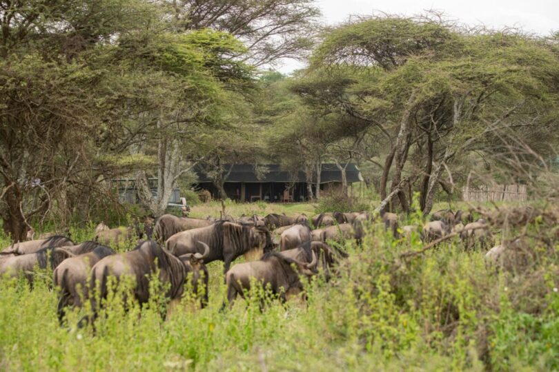 serengeti migration