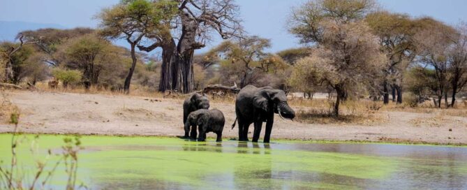 タンザニア、タランギレ国立公園での野生動物観察
