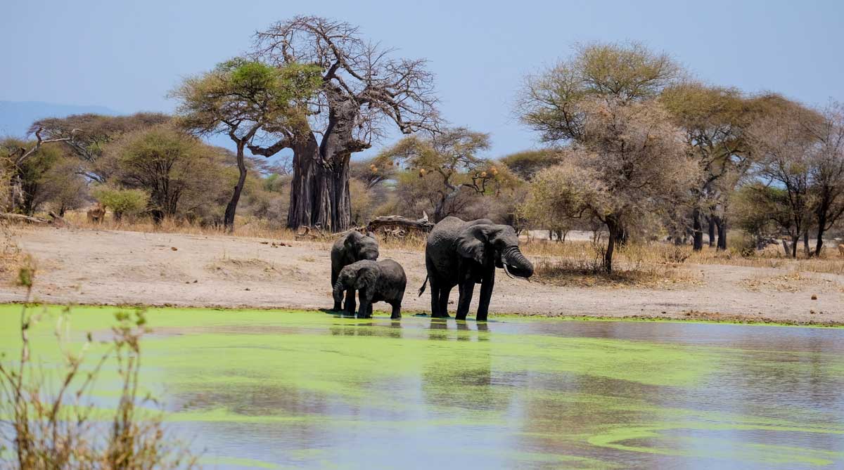 タンザニア、タランギレ国立公園での野生動物観察