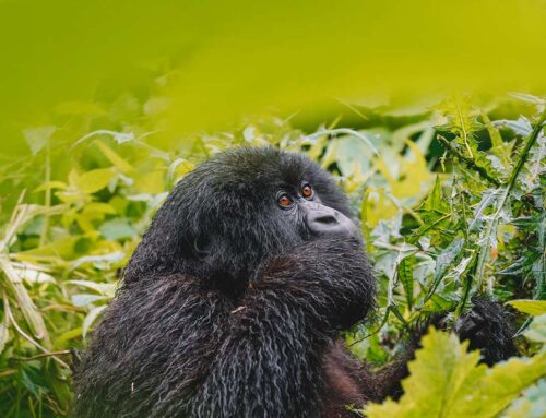 アフリカのゴリラ：観察に最適な場所とその種類