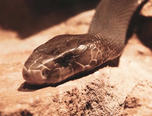 アフリカのヘビ：完全ガイド