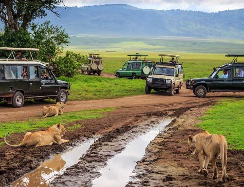 タンザニアと南アフリカのサファリ？どっちがいい？