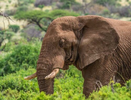 タンザニアvsケニア： 最高のサファリはどっち？