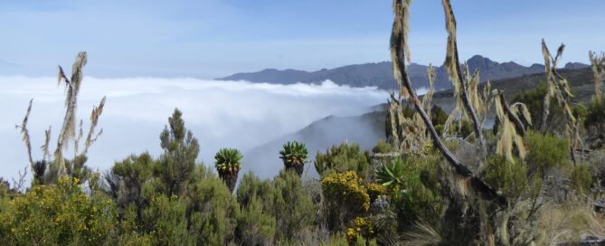 best time to climb kilimanjaro