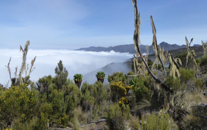 best time to climb kilimanjaro