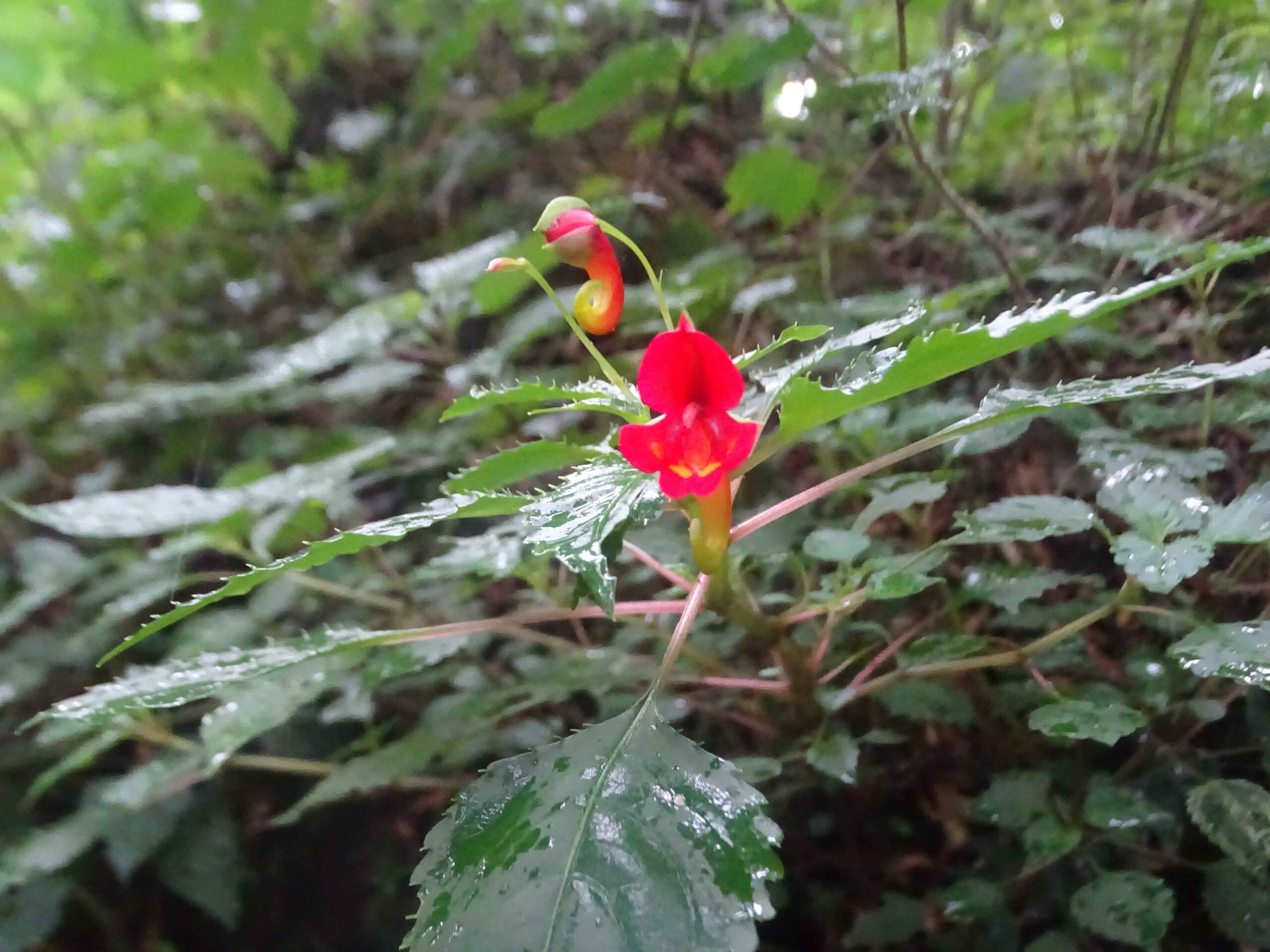 kilimanjaro vegetation