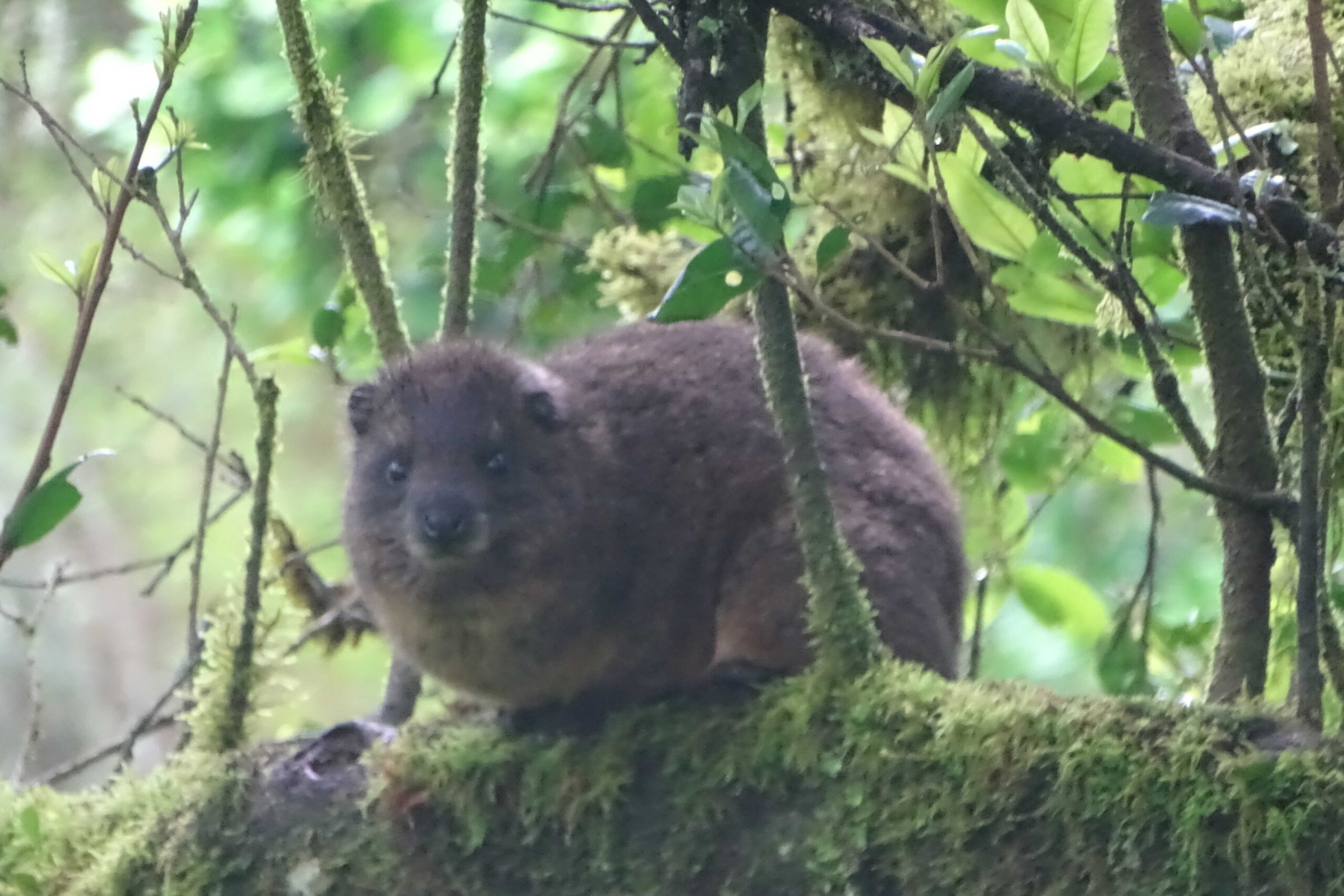 rock hyrax on marangu route kilimanjaro