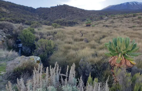 kikelelwa-cam- kilimanjaro kikelelwa camp