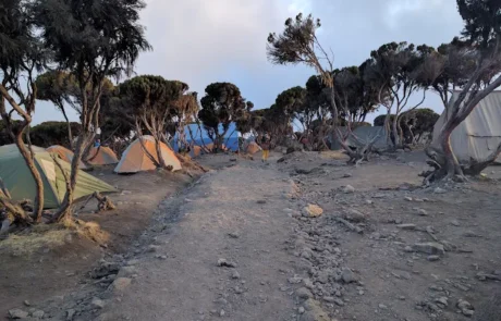 milenium camp kilimanjao