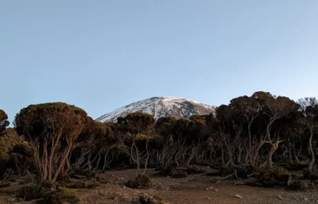 milenium camp kilimanjaro
