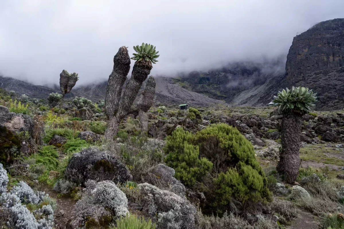 umbwe route kilimanjaro