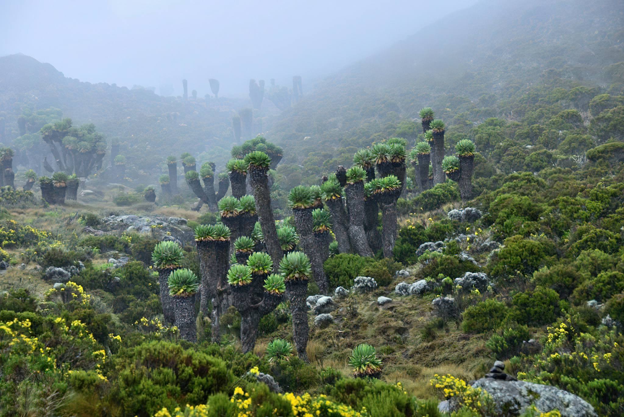 Mount_Kilimanjaro_Endemic_Plants_Senecies- rongai route