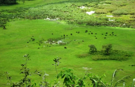 Ngurdoto_Crater_Arusha_National_Park_Buffalos ngurdoto crater