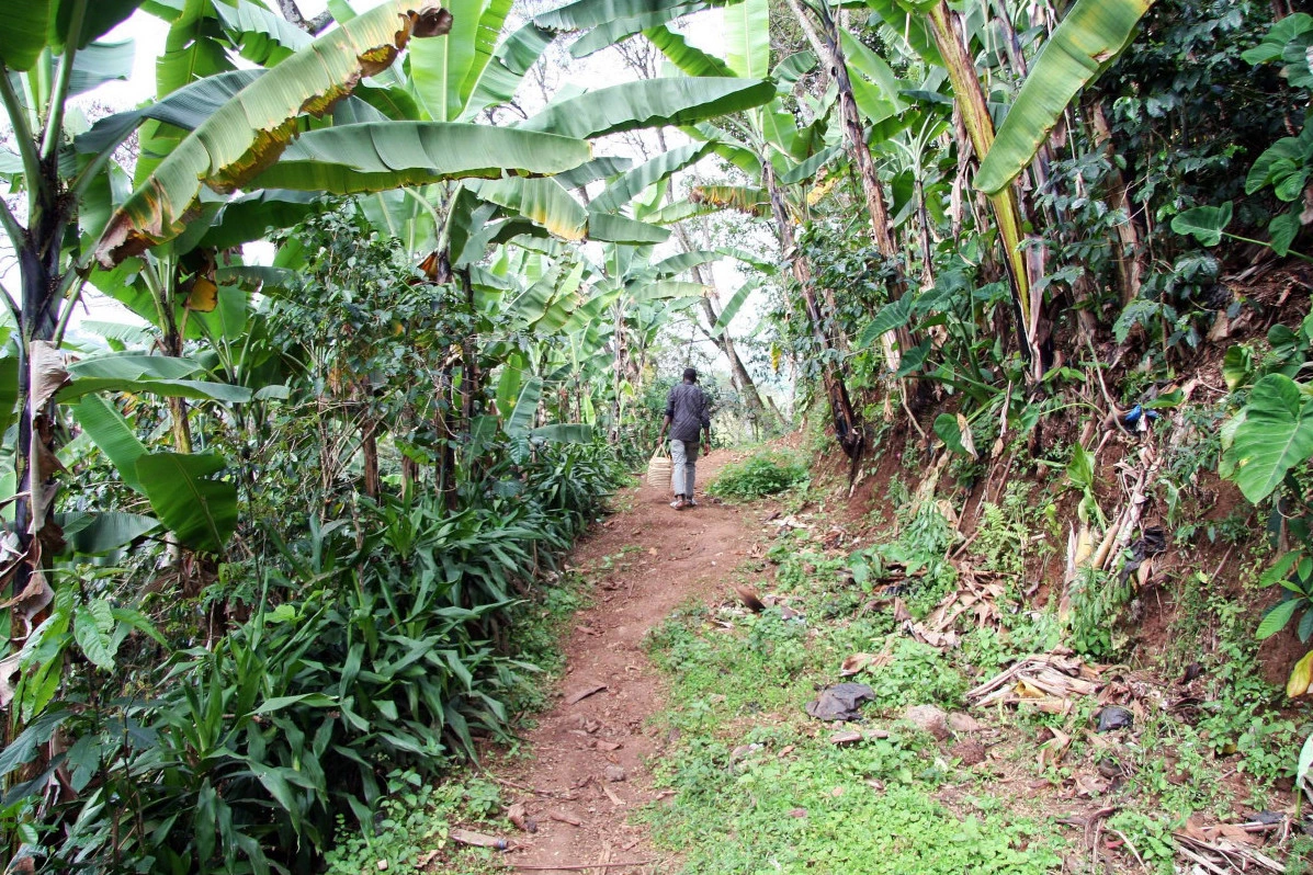 Materuni waterfall village trail