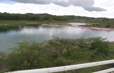 momella lakes with flamingo