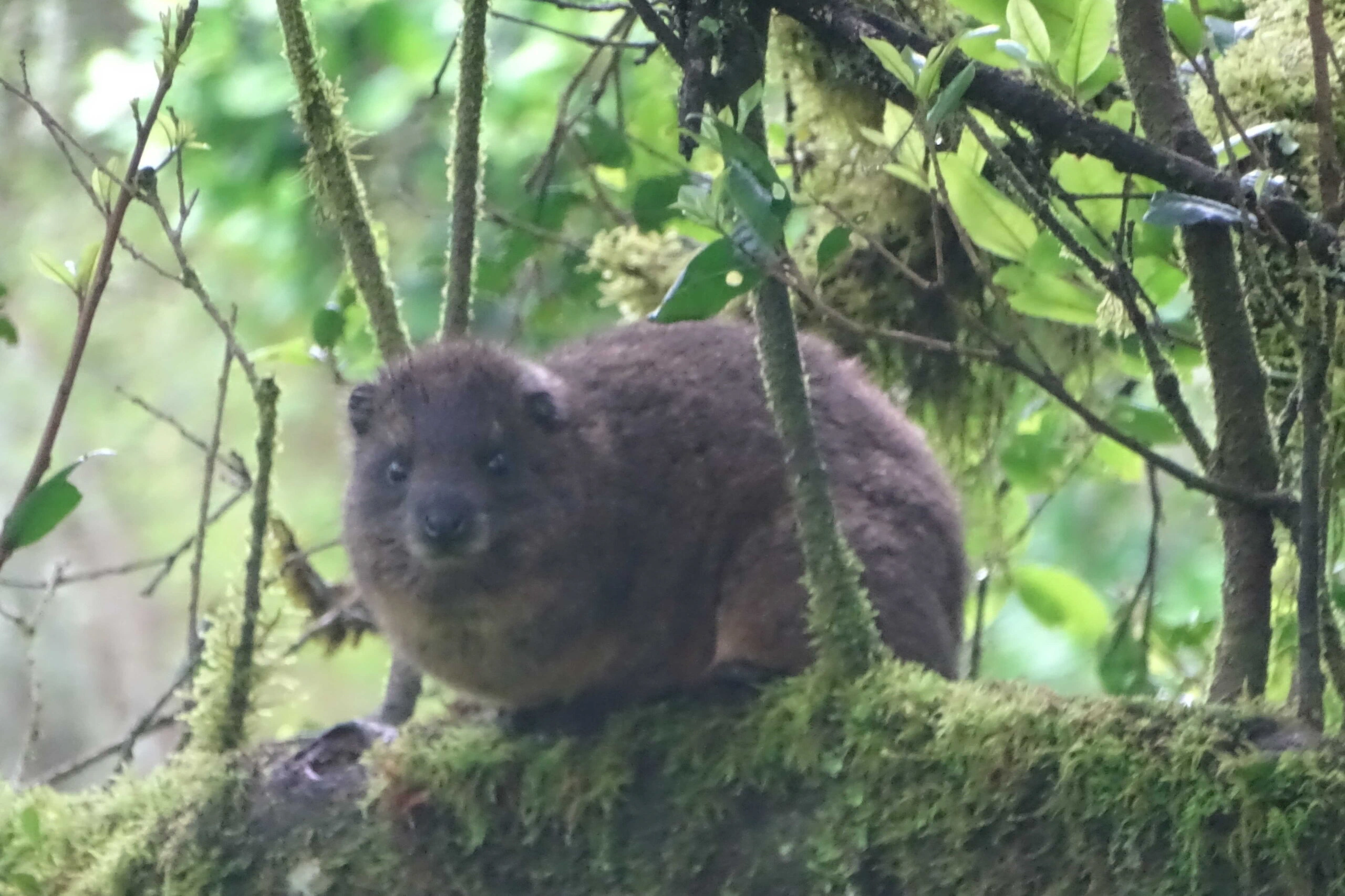 rock hyrax on marangu route kilimanjaro