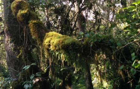 moss plan via umbwe route