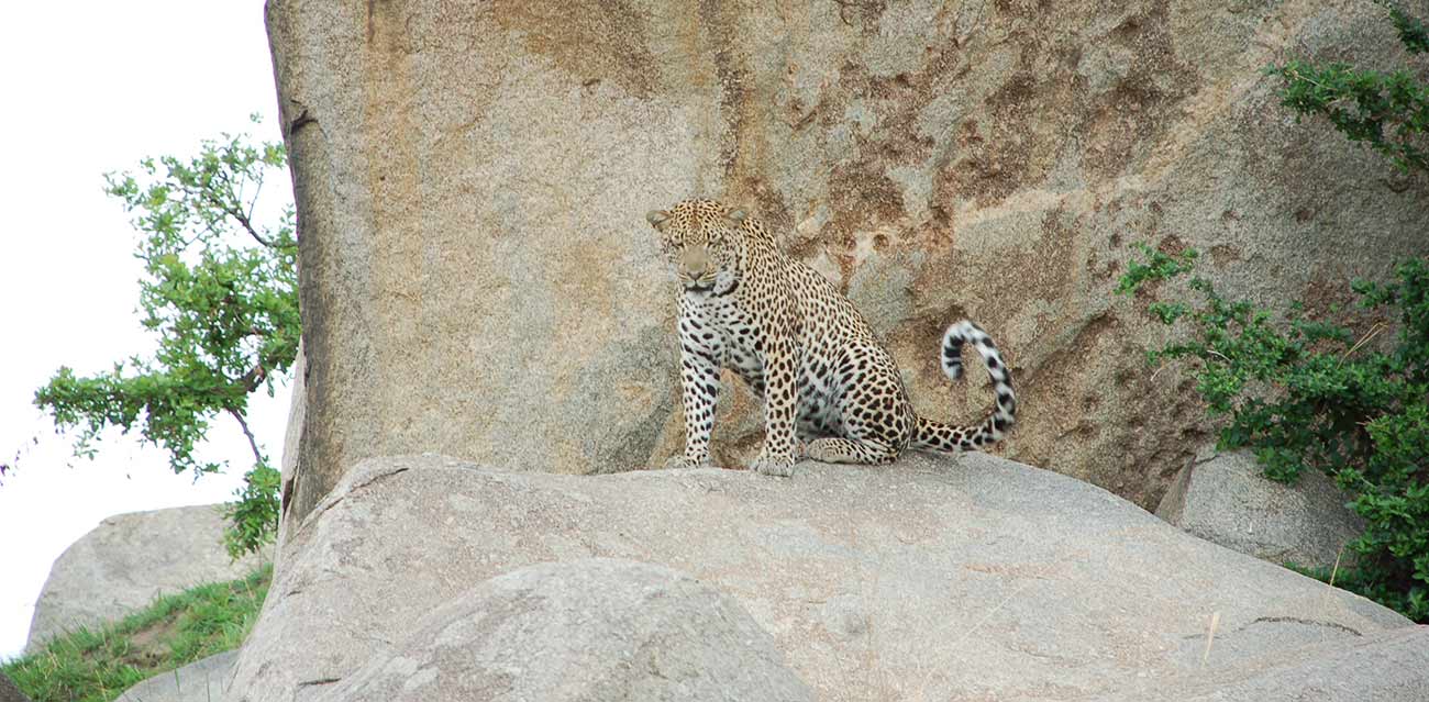 tanzania budget safari