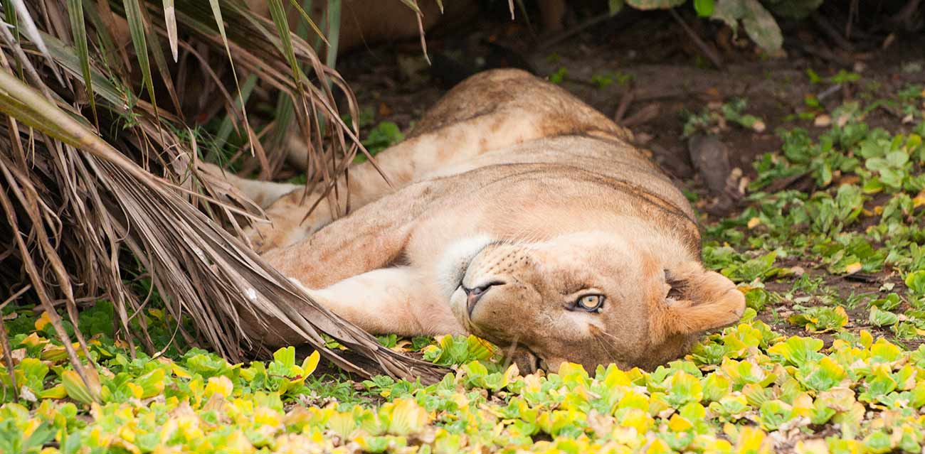 great southern safaris