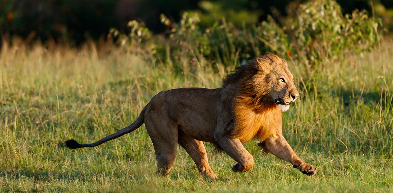 africa holiday safari