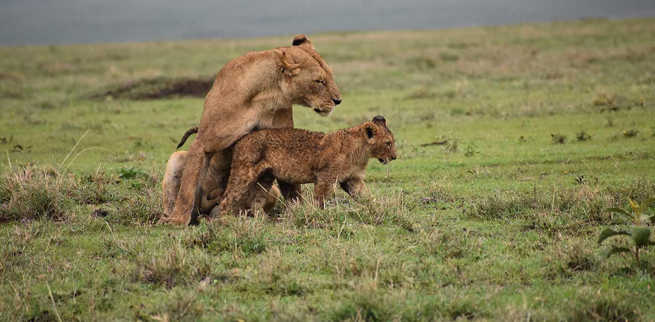 africa budget safari