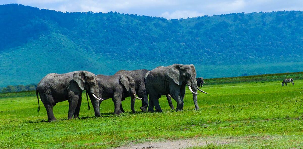 ngorongoro crater