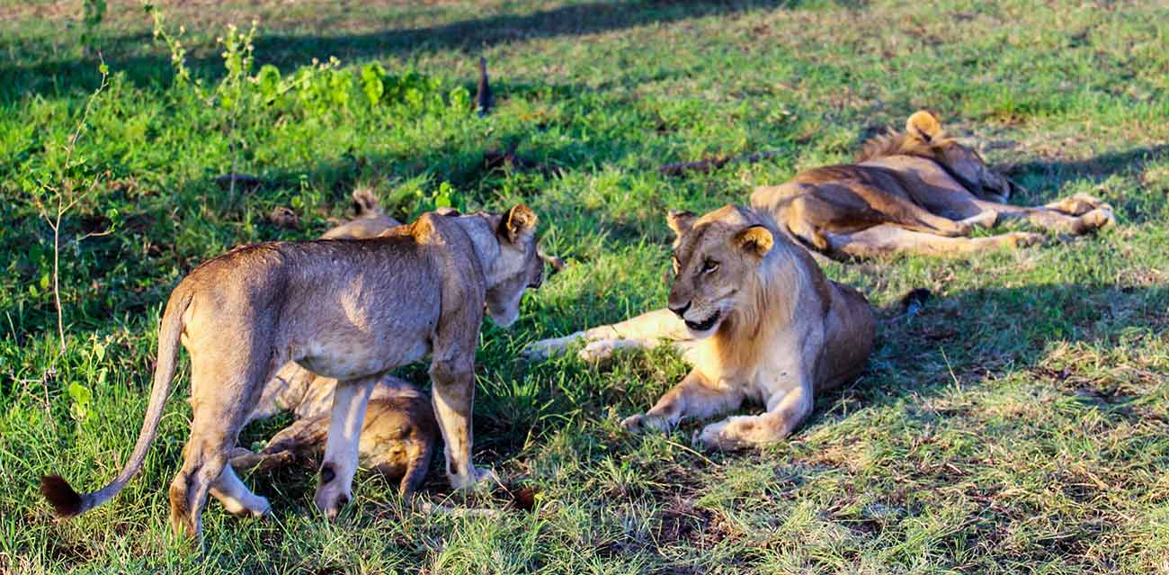 selous safari