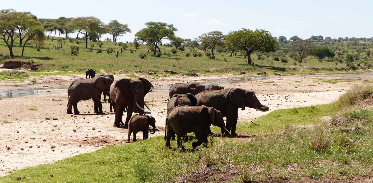tanzania prime safari